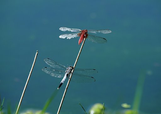 OLYMPUS ZUIKO D  50-200mm  f.2.8-3.5  SWD