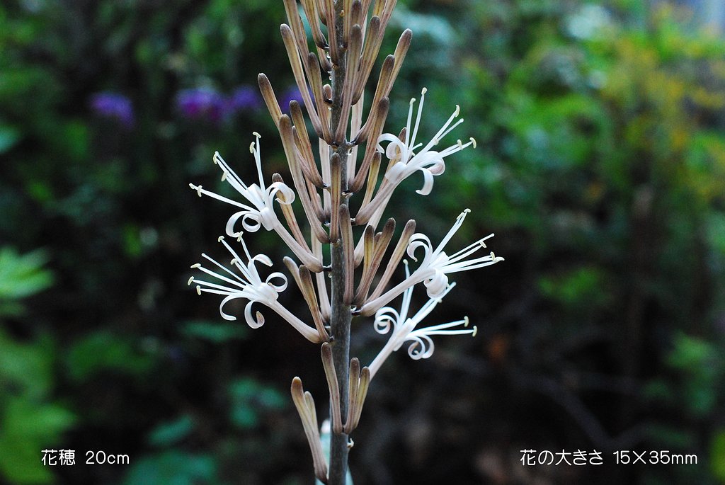 サンセベリア・ベラ　花