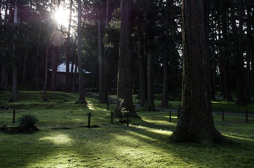 聖域に舞い降りる
