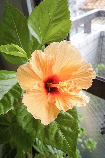 今朝のハイビスカス。