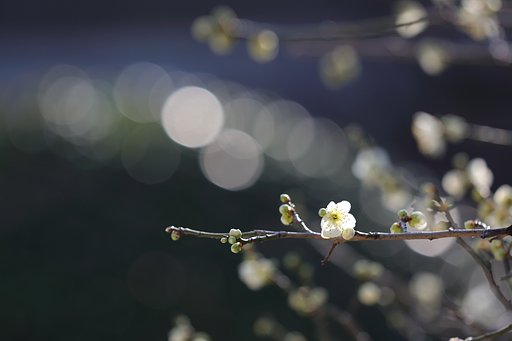 忍法枝隠しの術