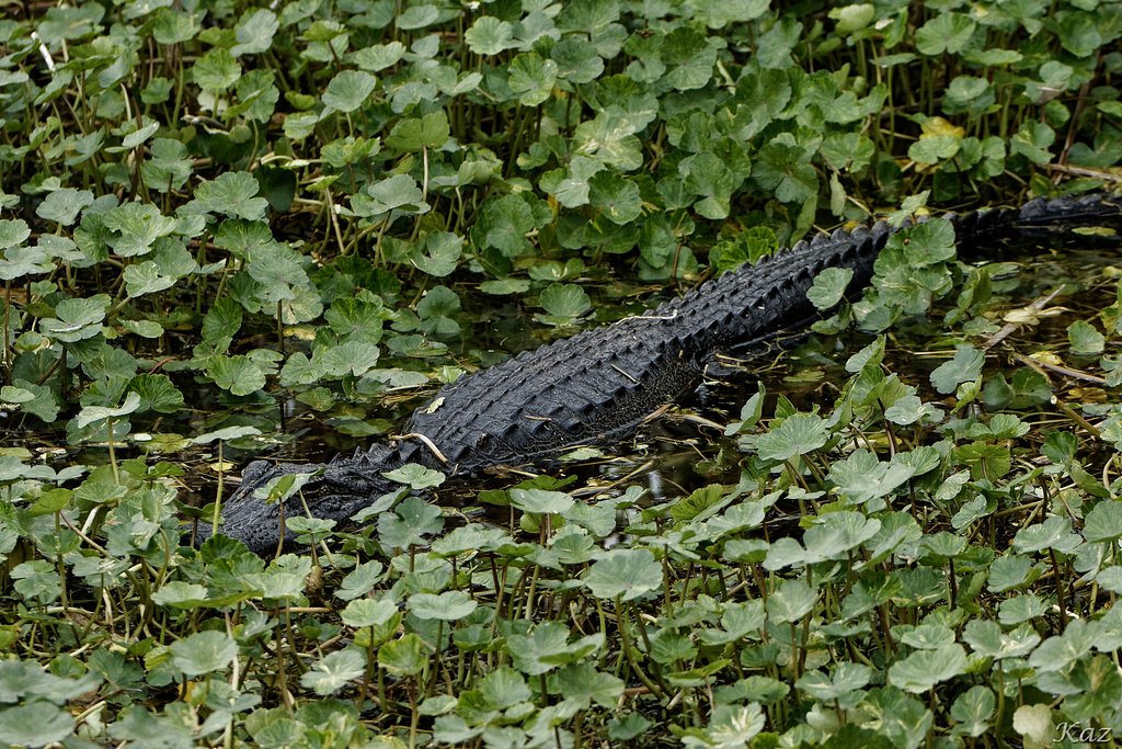 Silent Predator