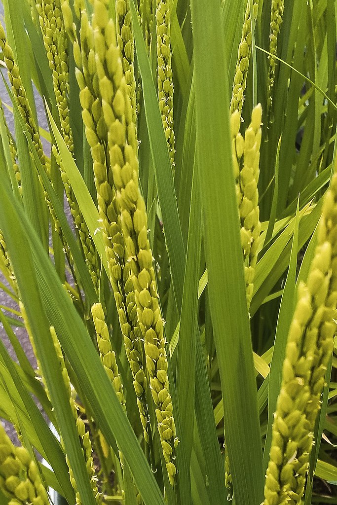 美味しいお米の花