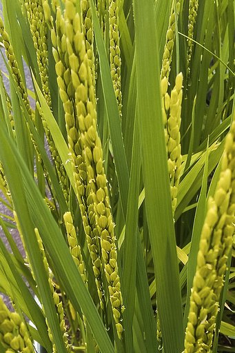 美味しいお米の花