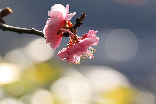 しだれ梅