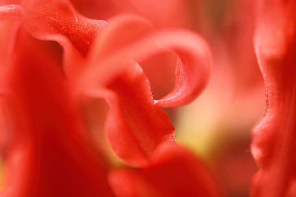 SIGMA MACRO 50mmm f2,8