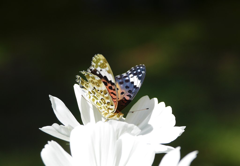 D  VARIO-ELMAR  f:3.5-5-6 / 14-150mm  ASPH