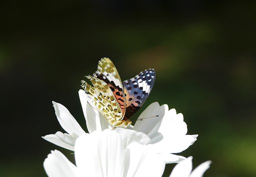D  VARIO-ELMAR  f:3.5-5-6 / 14-150mm  ASPH