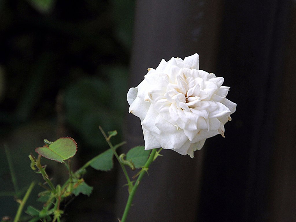Tamron   18-270mm-F3.5-6.3  Diⅱ　VC