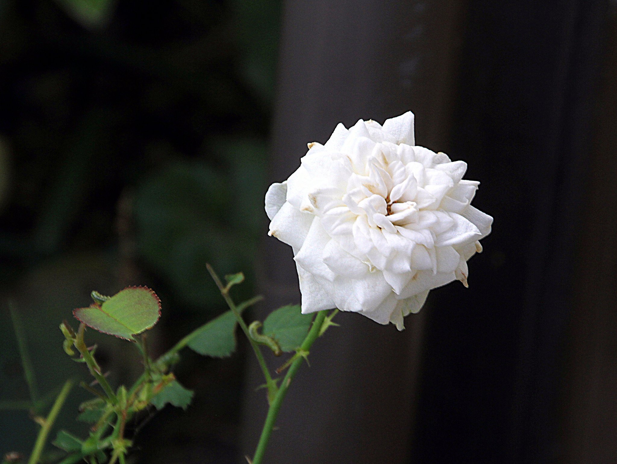 Tamron   18-270mm-F3.5-6.3  Diⅱ　VC