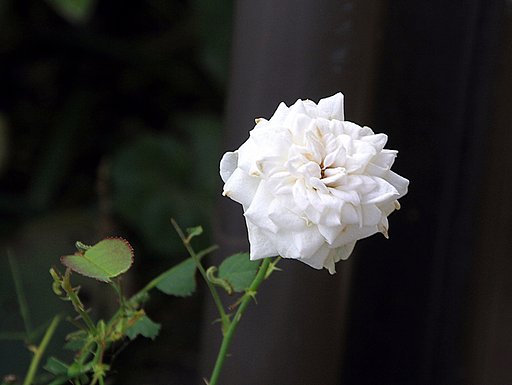 Tamron   18-270mm-F3.5-6.3  Diⅱ　VC