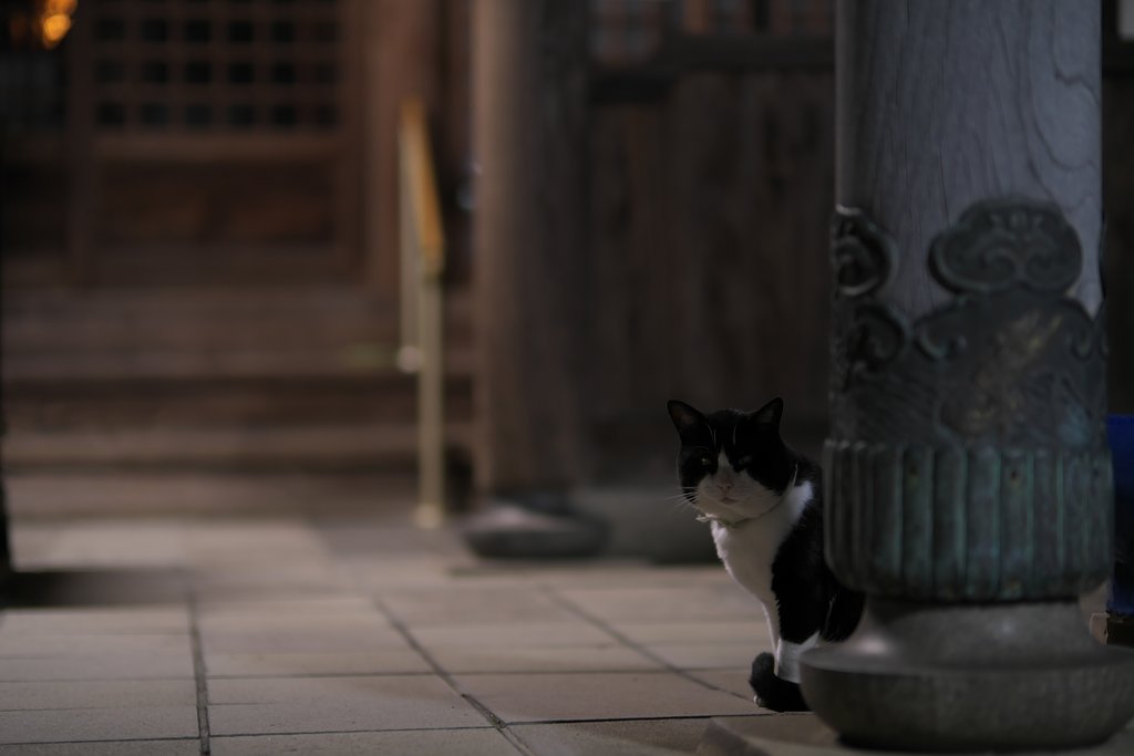 猫
