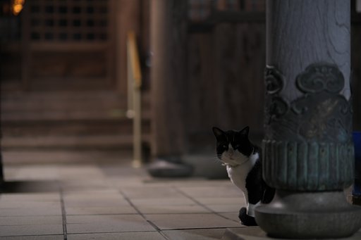 猫