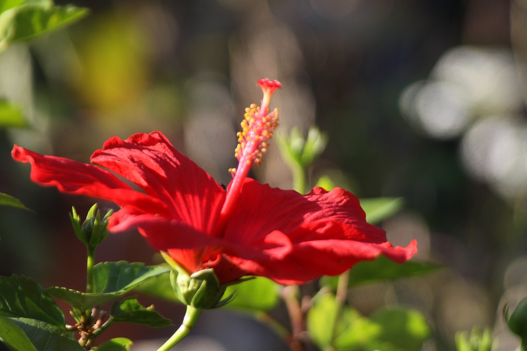 Tamron  LD  28-300mm-F3.5-6.3 Macro