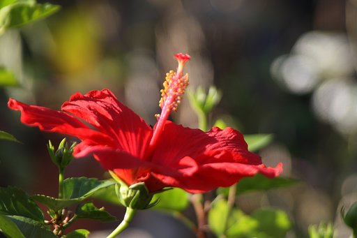 Tamron  LD  28-300mm-F3.5-6.3 Macro