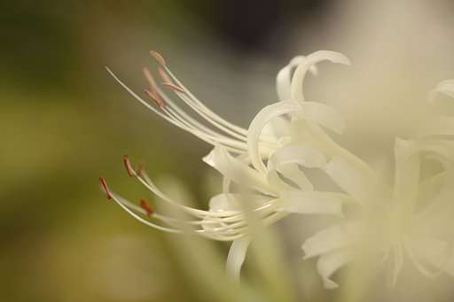 Tamron 90mm f2.8 macro 172E