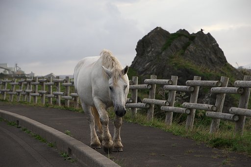 寒立馬２