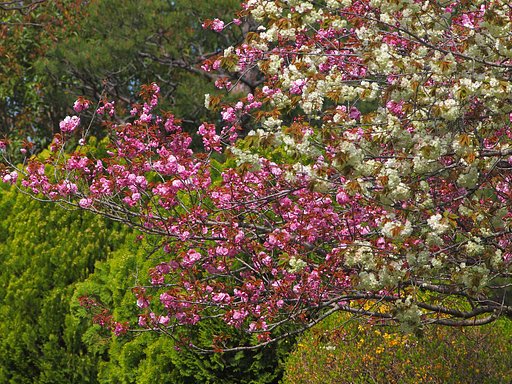 4月11日の写真