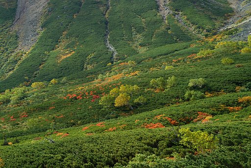 山の紅葉２