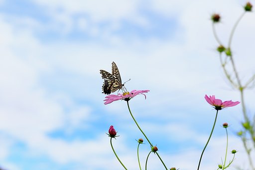 もう秋ですよ