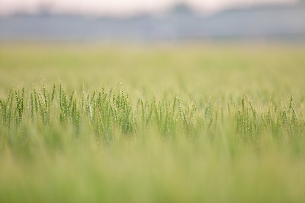 大麦