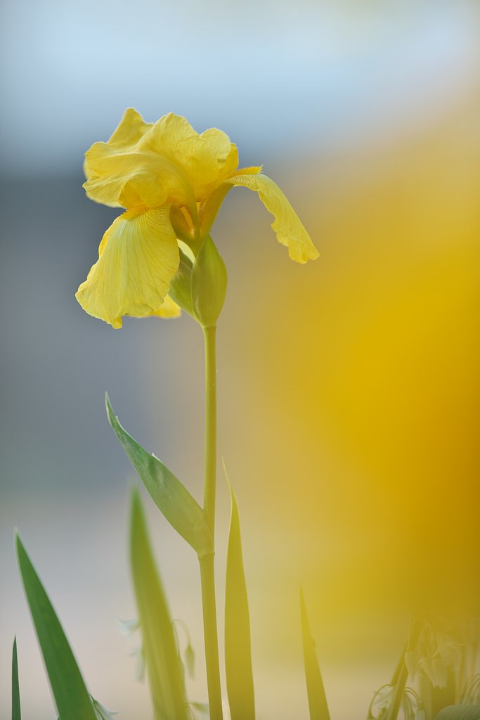 道端の花
