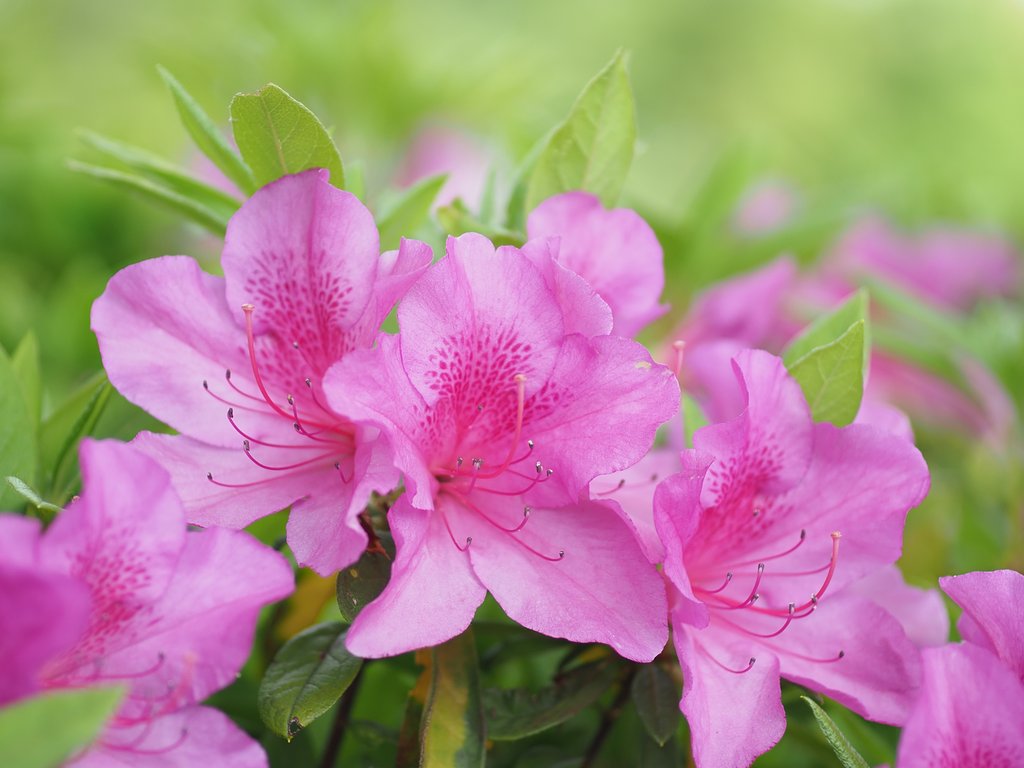 ５月の花