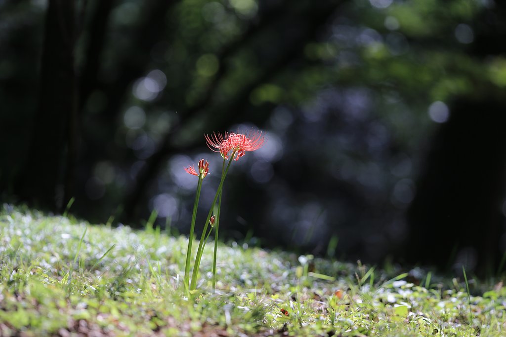 森の中で出会った曼珠沙華