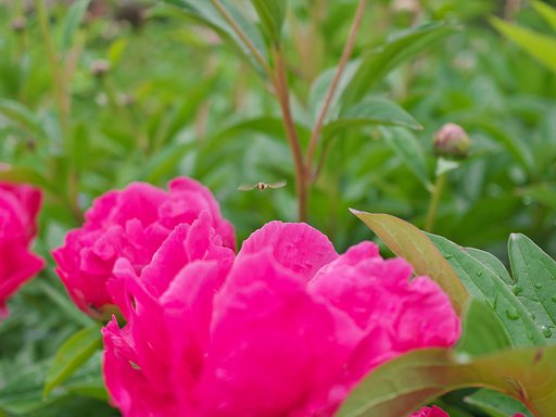 花と虫８
