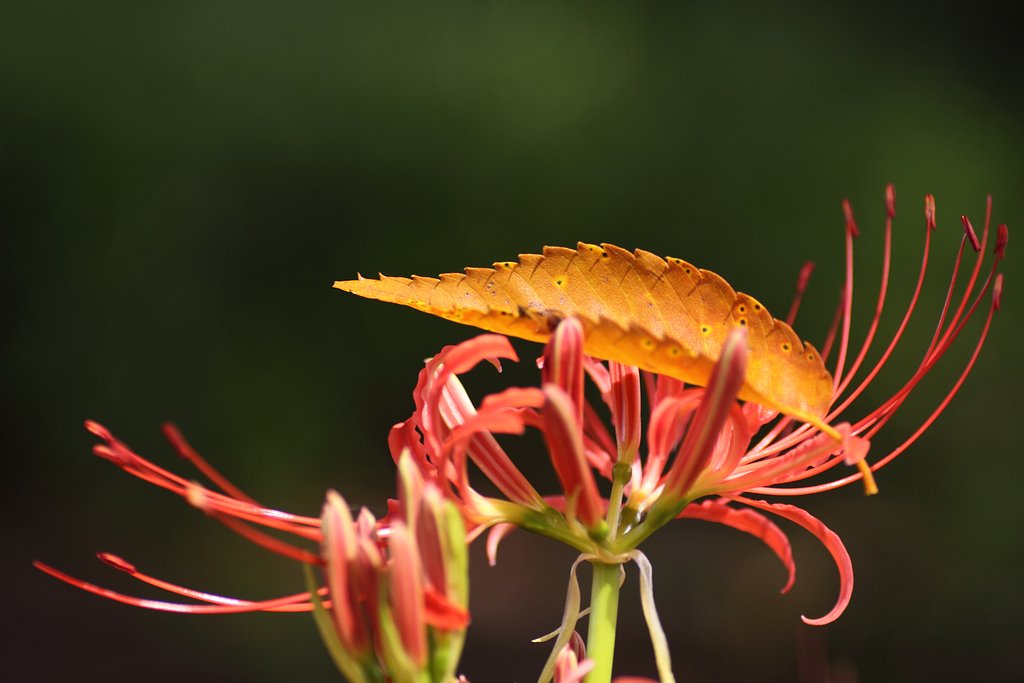 Tamron 90mm f2.8 macro 172E