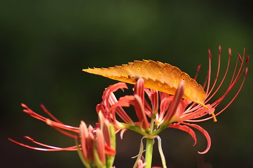 Tamron 90mm f2.8 macro 172E