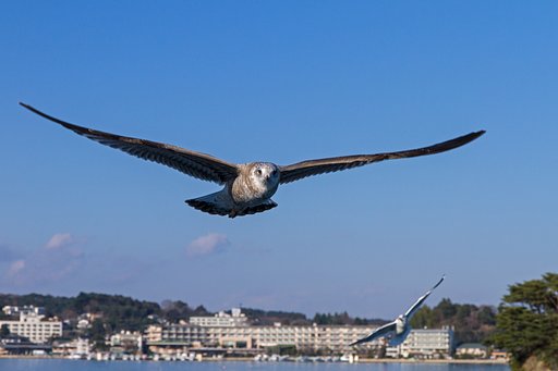 松島を思い出す