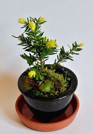 小盆栽