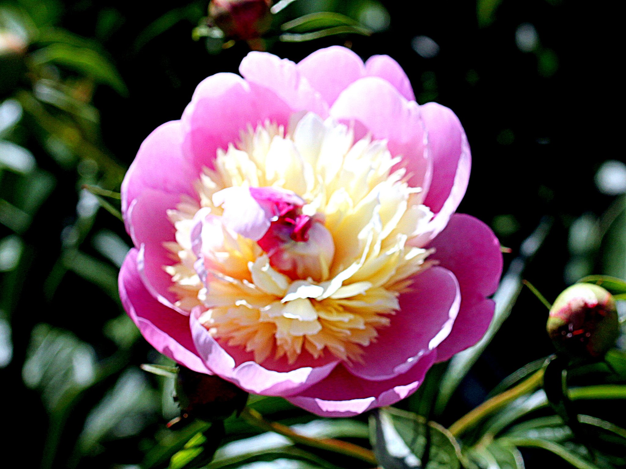 Tamron90mmF2.8macro F004