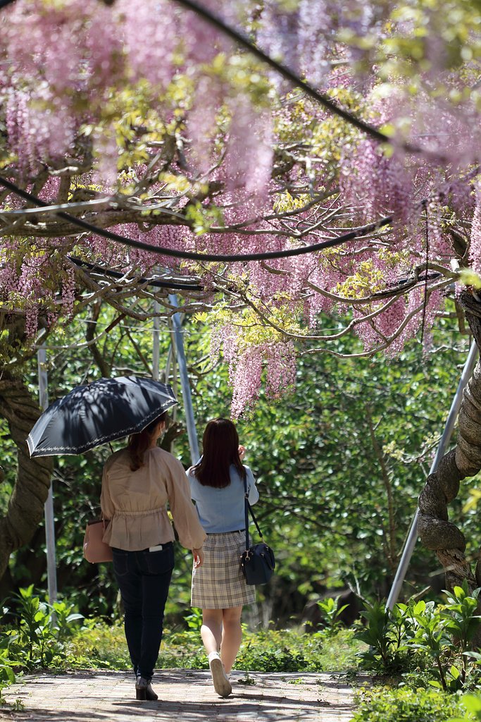 藤の花のような人々