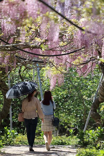 藤の花のような人々