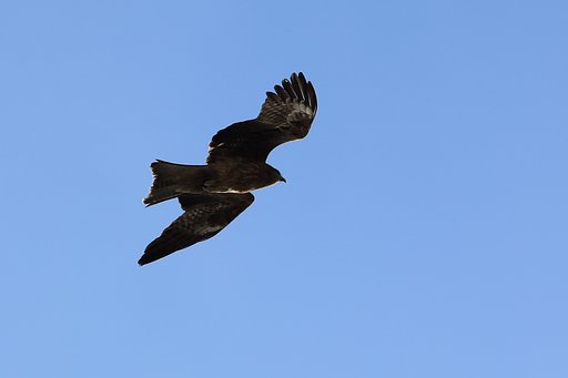 トビィ