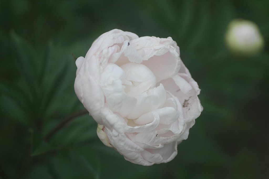 白い芍薬i