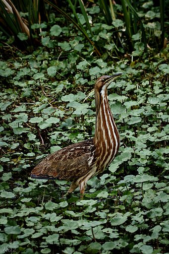 American Bittern