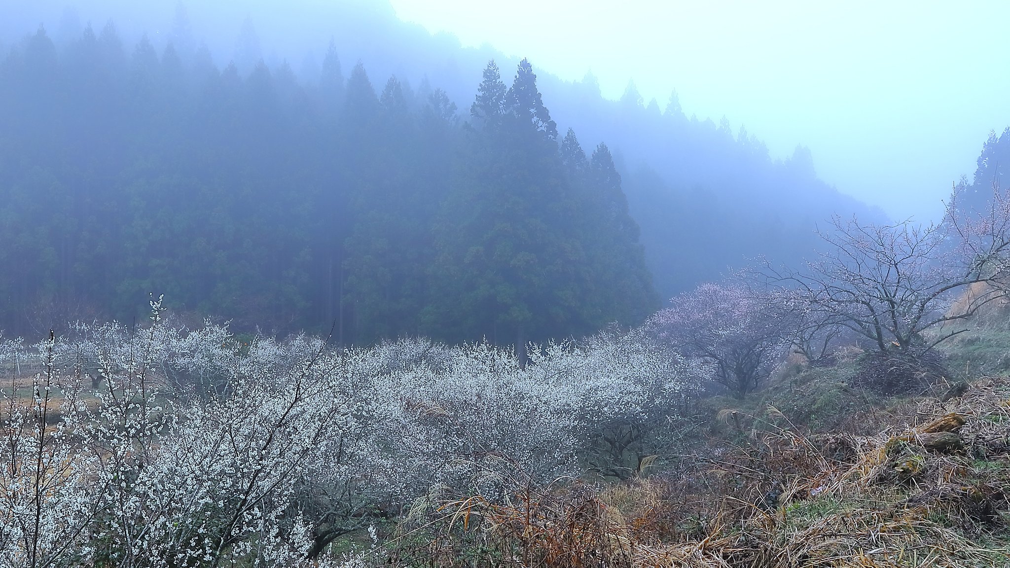 梅の花を撮りに