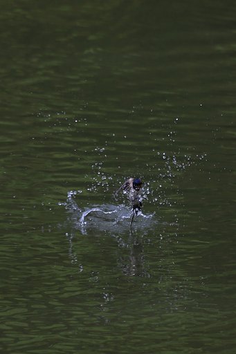 水芸！