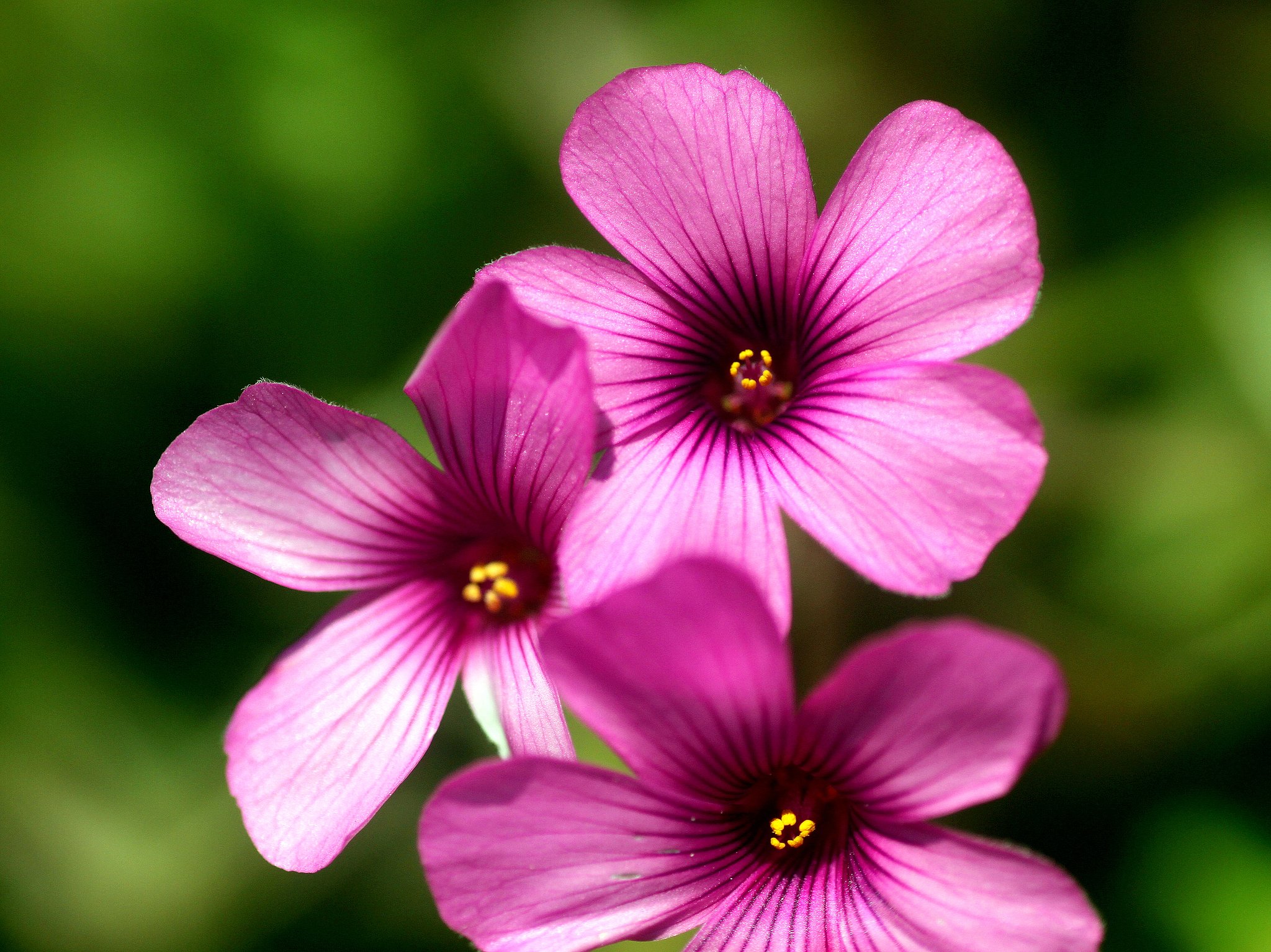 Tamron90mmF2.8macro 172E
