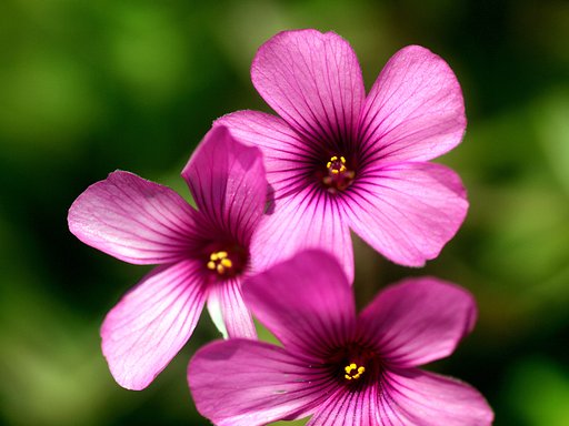Tamron90mmF2.8macro 172E