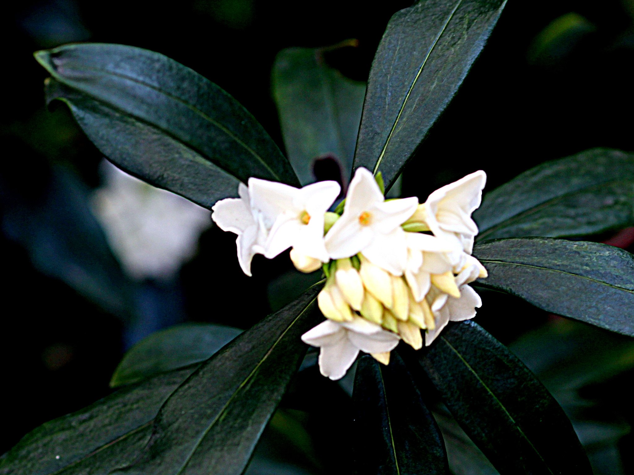 沈丁花　３