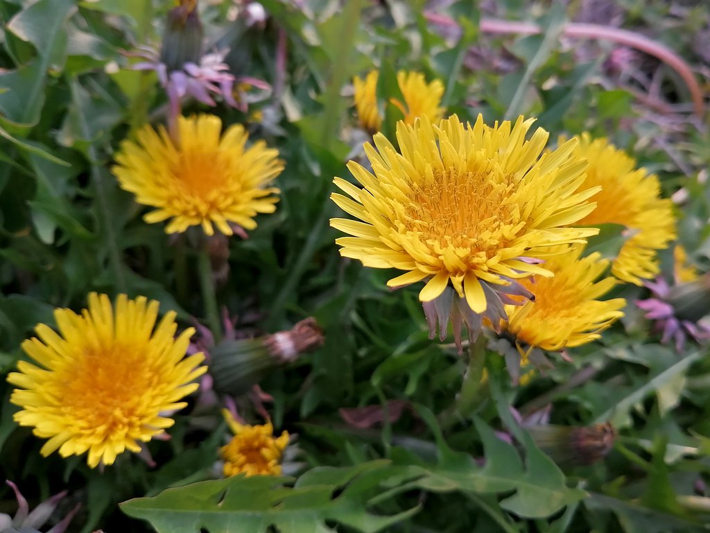 タンポポ