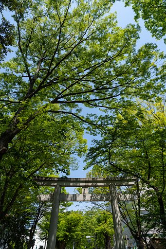 新緑 眩しく