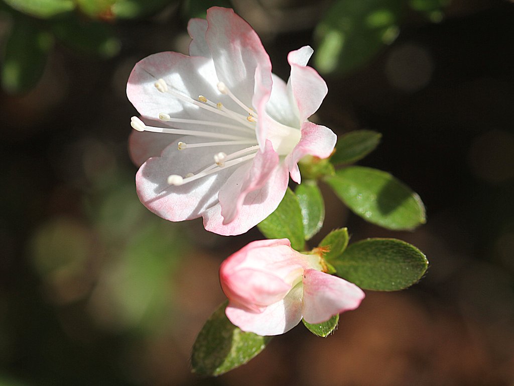 小さいツツジの花