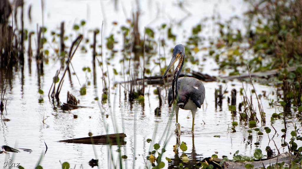 Tricolored Heron