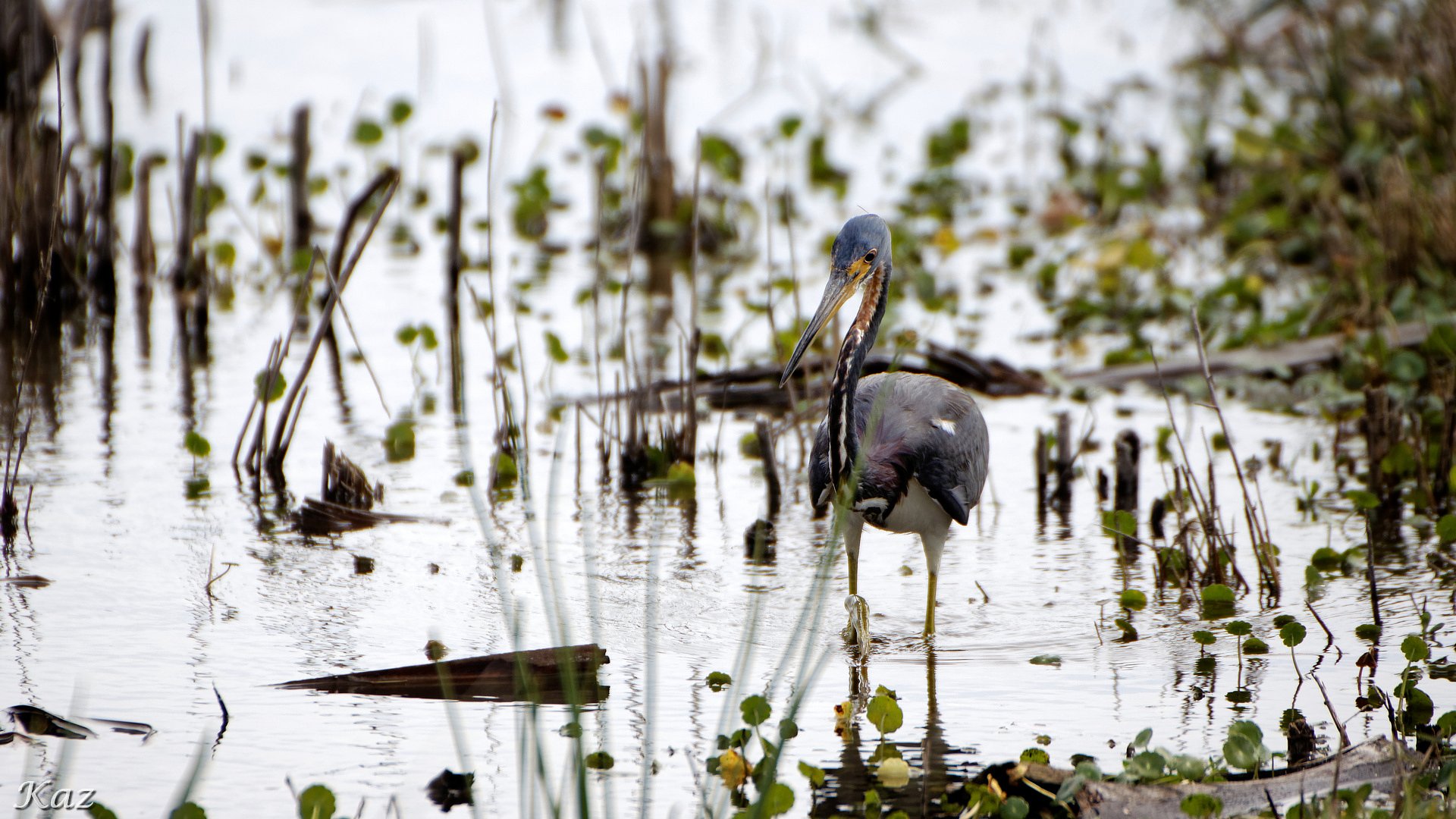 Tricolored Heron
