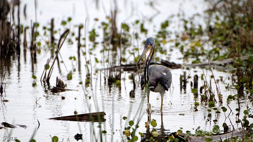 Tricolored Heron